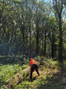 A man dressed in orange Hi vis PPE using a chainsaw to cut a wind blown tree.